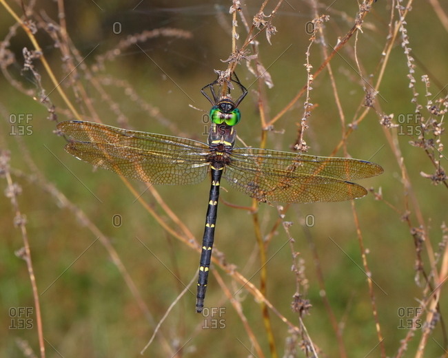A regal darner dragonfly, Coryphaeschna ingens, shortly after emerging from the nymph stage.