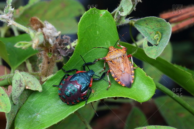 Giant strong nosed stink bugs, Alcaeorrhynchus grandis, adult and last instar nymph resting on a plant.