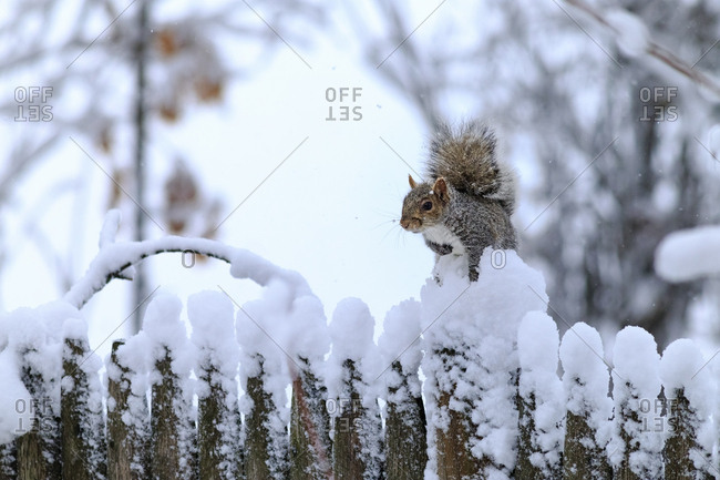 Eastern grey squirrel, Sciurus carolinensis, in snow on a wood fence.