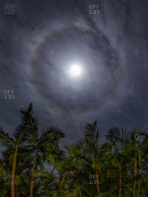 The 22-degree moon halo above palm trees, formed by light refraction.