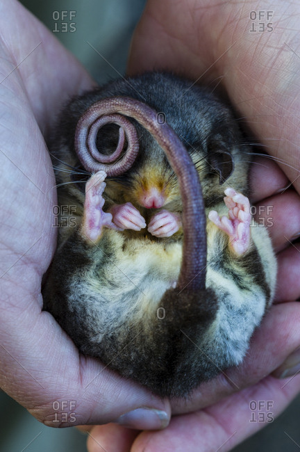 A critically endangered Mountain Pygmy Possum hibernating in a zoo keppers hands.