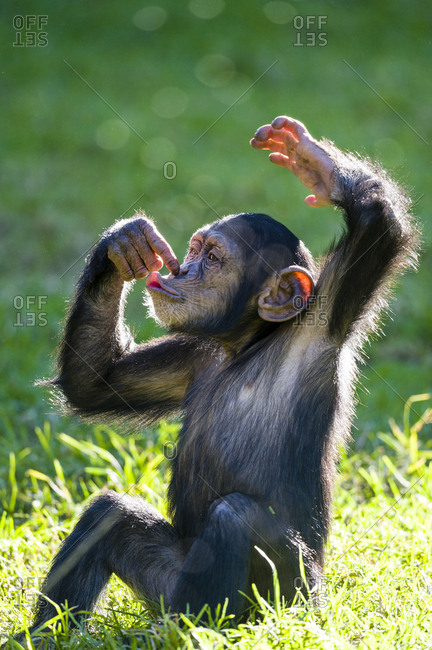 An infant Chimpanzee sitting and touching its nose with its finger.