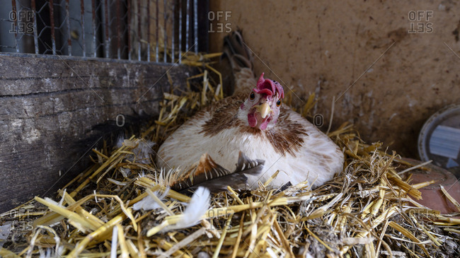 A chicken incubates an egg in a henhouse on a farm.
