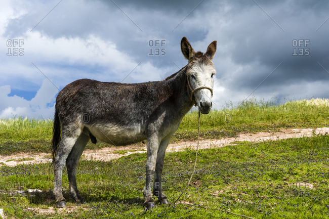A mule standing on a hillside in the Andes mountains.