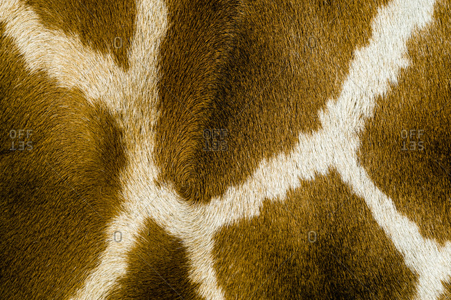 The reticulated mosaic fur pattern on the skin of a Giraffe flank.