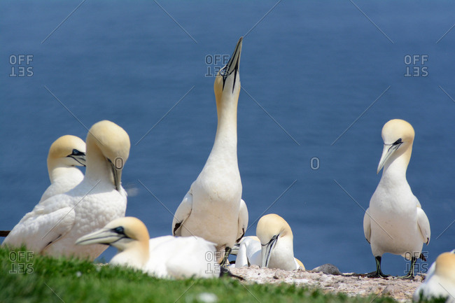 A northern gannet near the edge of its breeding colony raises its head preparing to fly.