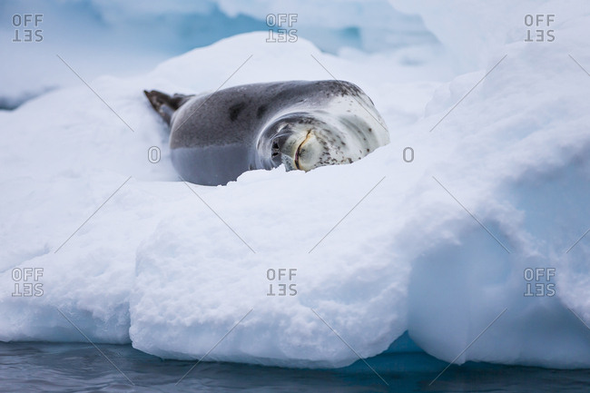 A leopard seal resting on an iceberg in Antarctica.