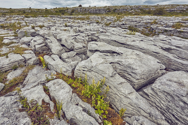 Patterns created by water erosion in limestone pavement.