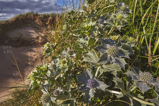 Sea Holly, Eryngium maritimum, growing in sand dunes on Rossbeigh beach.