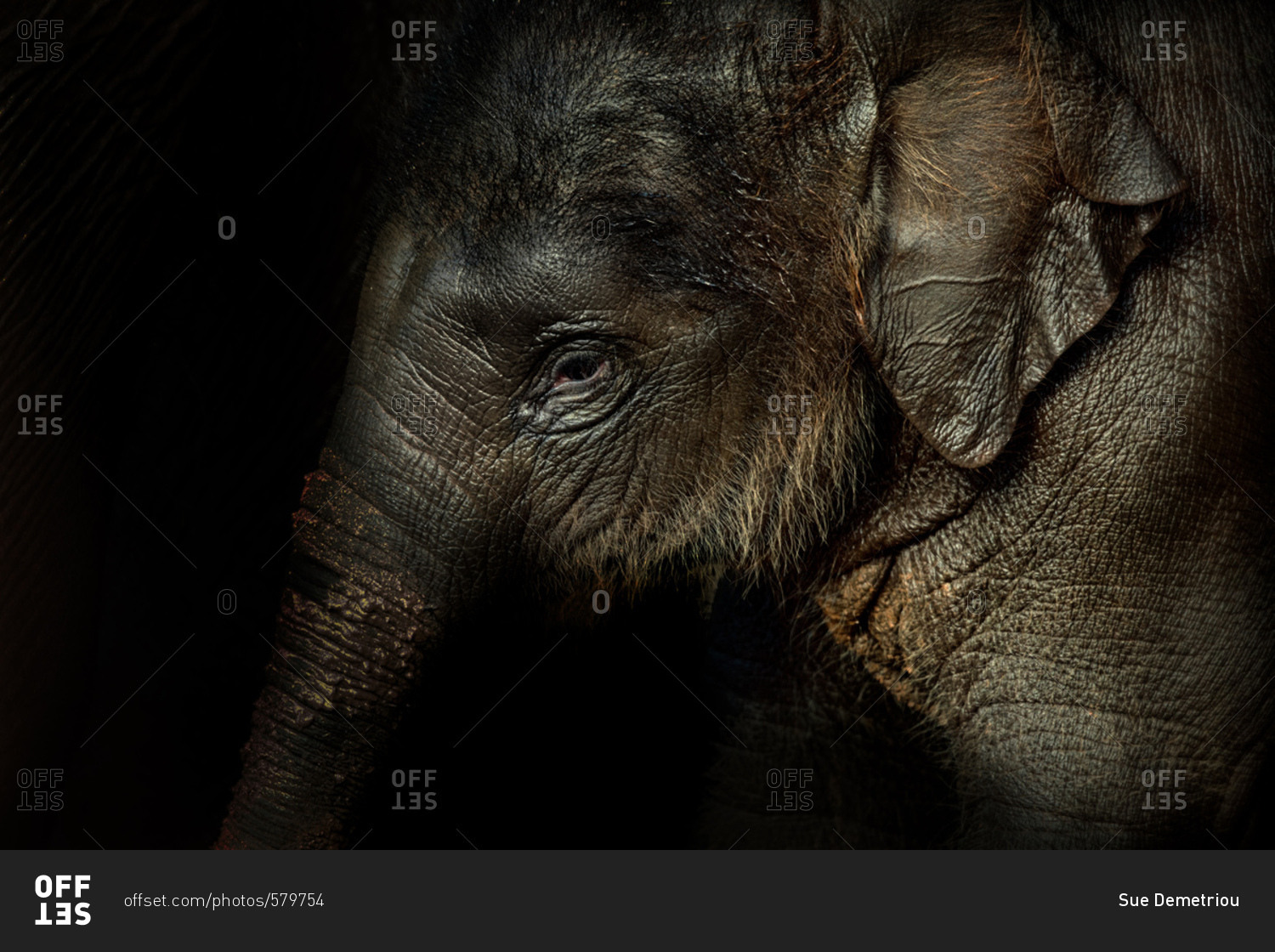 Portrait of a baby elephant