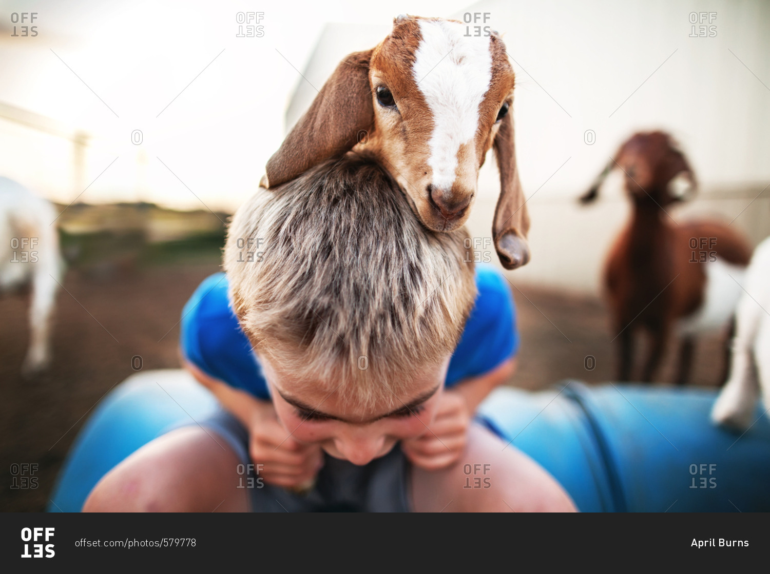 Baby goat climbing on a boys back