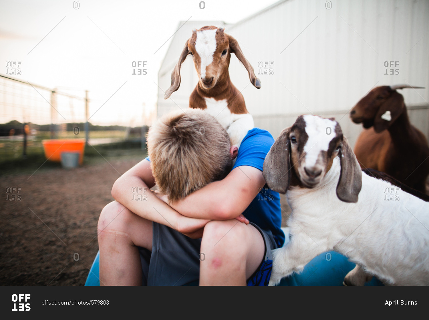 Baby goats climbing on a boy