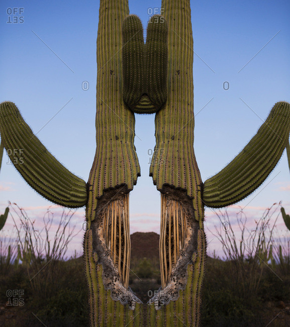 A saguaro cactus plant in symmetry