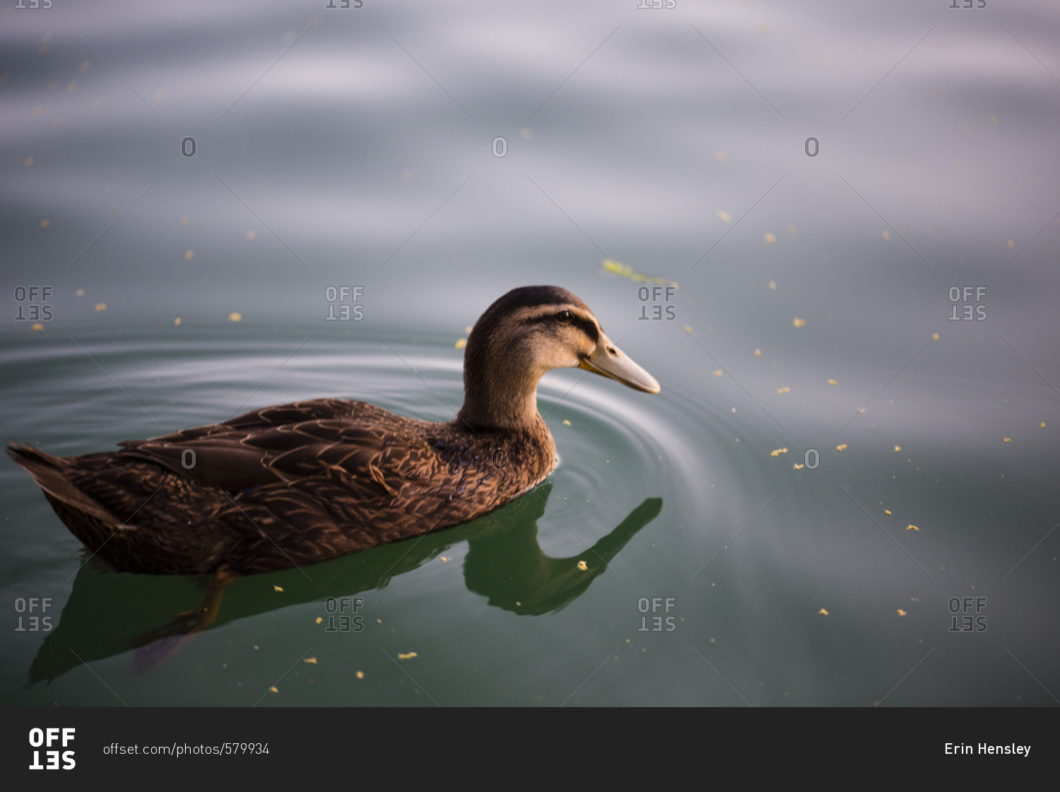 Duck swimming alone on water