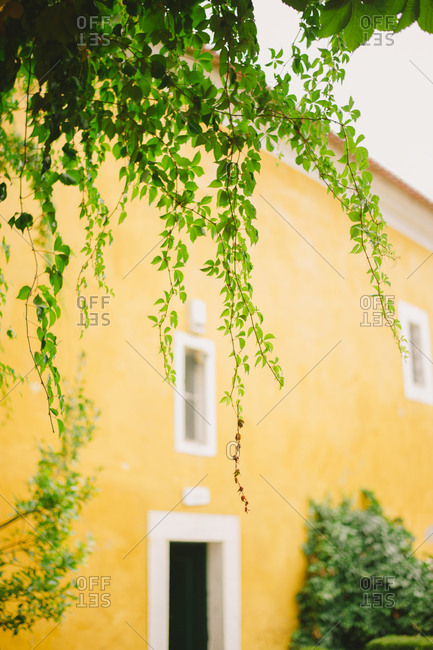 Vines near a Portuguese home