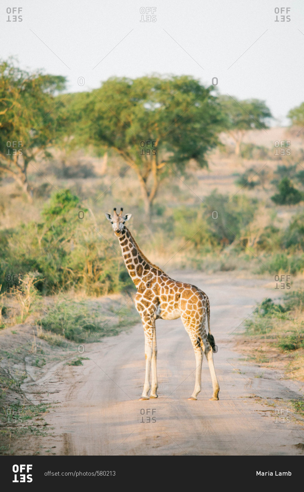 Giraffe walking down path of safari