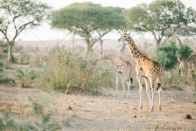 Group of giraffes on an African safari