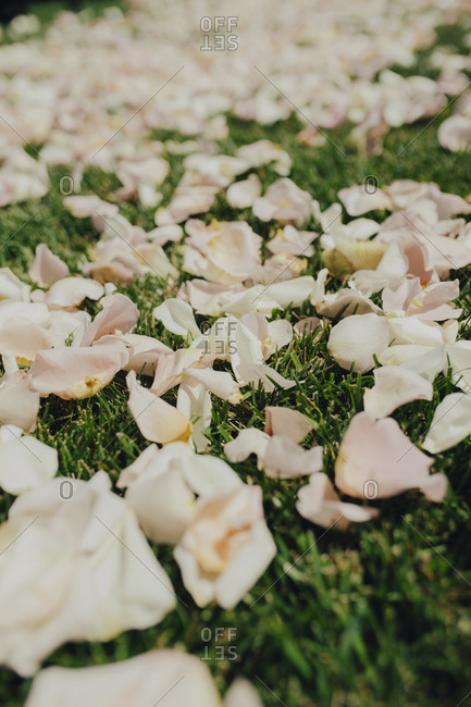 Rose petals scattered on grass