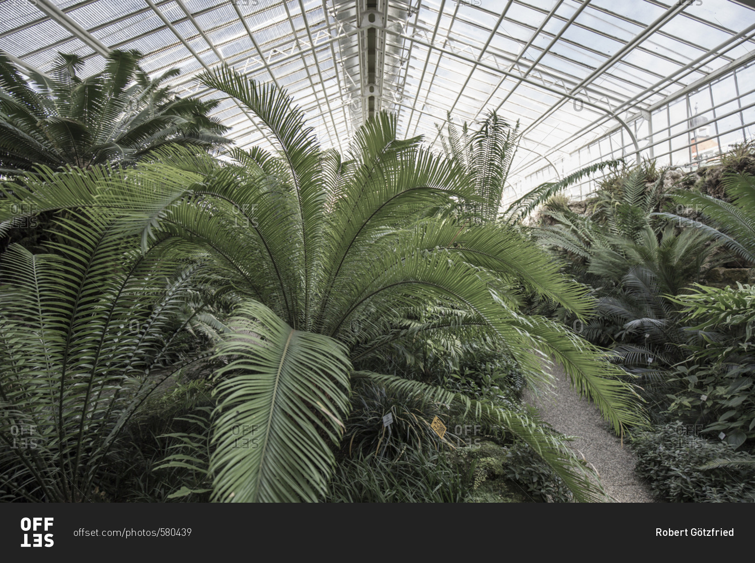 Large Tropical Plant In Berlin Botanical Gardens Stock Photo OFFSET   Offset 580439 