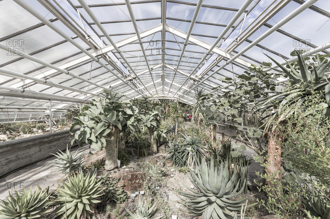 Dry climate plants at Berlin Botanical Garden