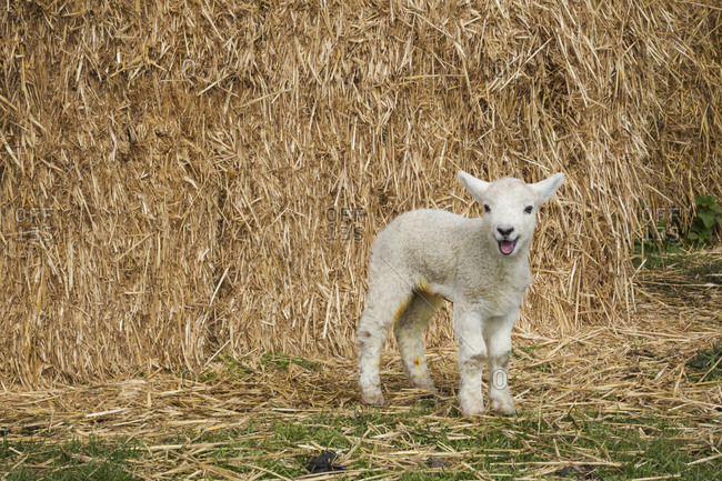 Newborn lamb standing outdoors in front of a large bale of straw