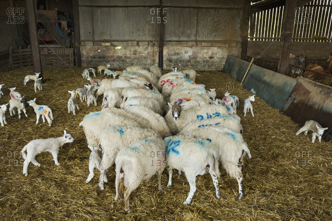 Flock of sheep and newborn lambs with blue numbers painted onto their sides standing in a stable on straw