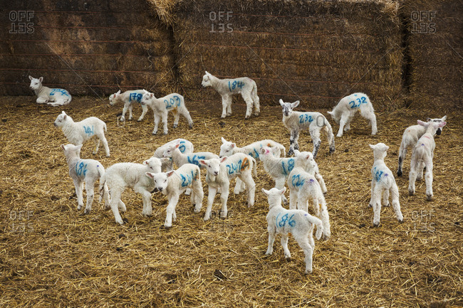 Flock of newborn lambs with blue numbers painted onto their sides standing in a stable on straw