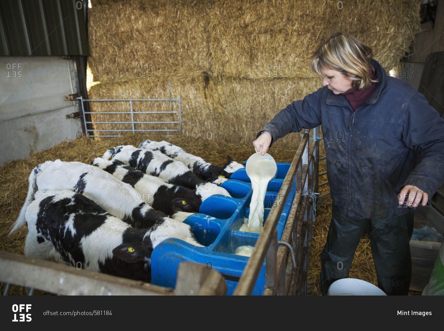 Woman standing in a stable, pouring milk into a feeder for five black and white calves