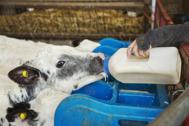 Woman standing in a stable, bottle feeding a black and white calf