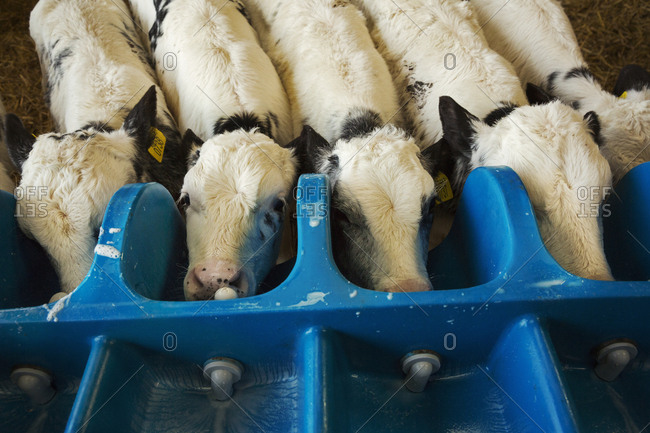 High angle view of five white calves drinking from a milk feeder