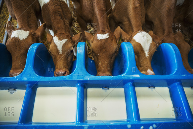 High angle view of five brown and white calves drinking from a milk feeder