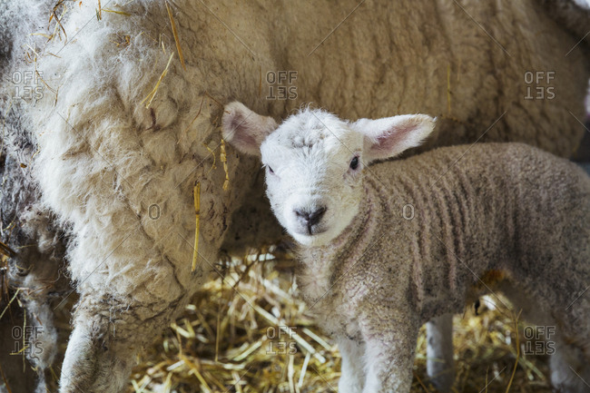 Ewe with newborn lamb inside a stable, standing on straw