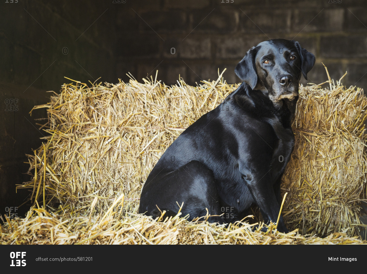 Black Labrador dog sitting on a bale of straw in a stable