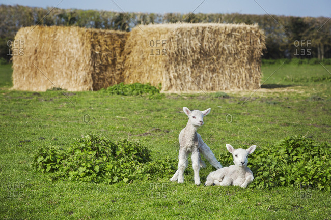 Two newborn lambs on a pasture, large stacks of straw in the background