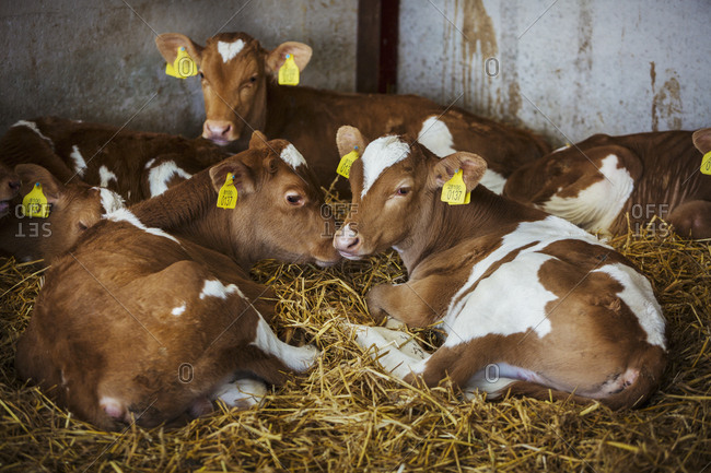 Five brown and white calves lying on a bed of straw