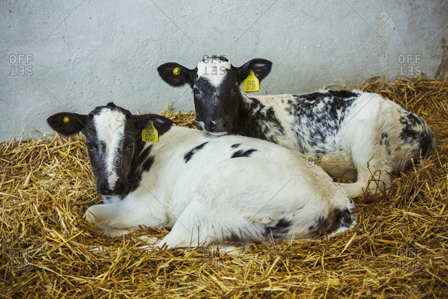 Two black and white calves lying side by side on a bed of straw