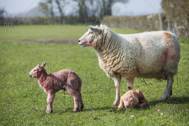 Ewe and two newborn lambs on a pasture