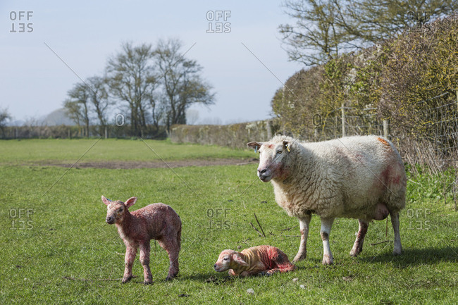 Ewe and two newborn lambs on a pasture