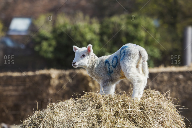 Newborn lamb standing on a bale of straw