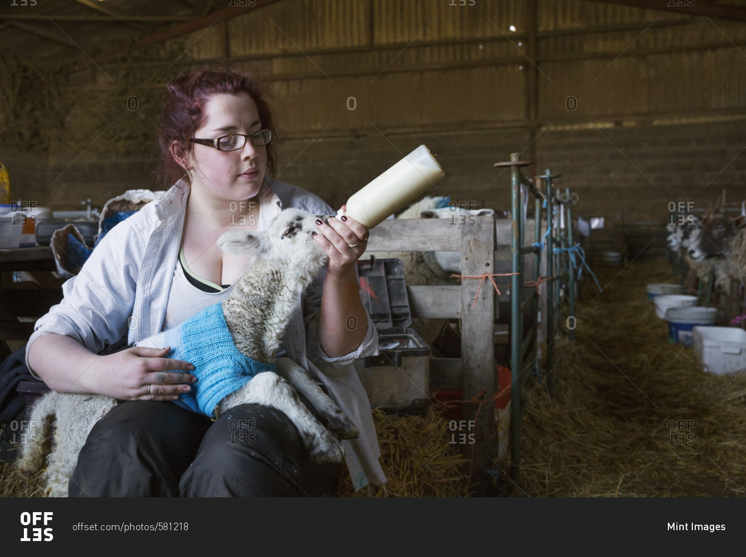 Young woman sitting in a barn, feeding a newborn lamb with milk from a bottle Lamb dressed in a knitted blue jumper