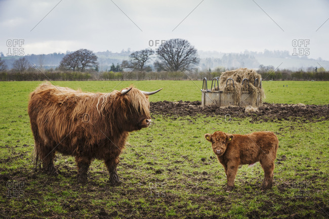 A highland cow and calf in a field by a hay feed holder