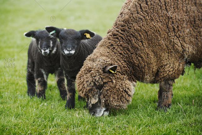 A brown sheep and two black lambs in a field