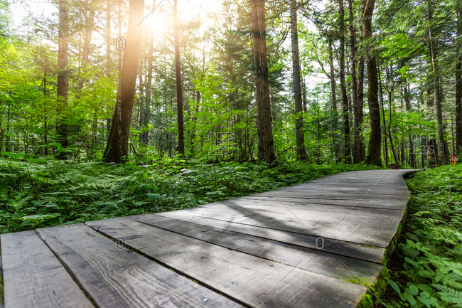 Forest road