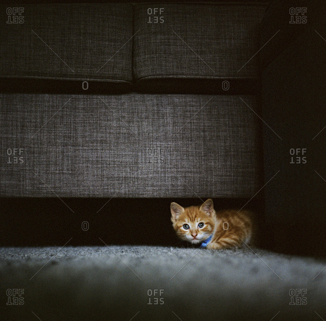 Cat underneath couch in sunlight