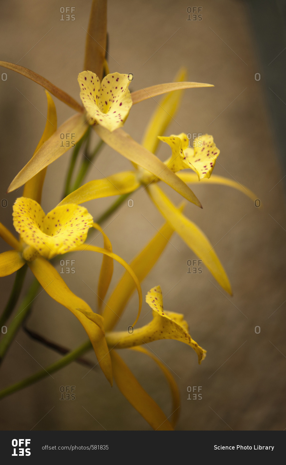 Yellow flower on a studio background, Brassolaelia 'Yellow Bird'