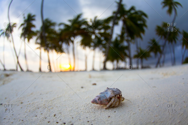 Hermit crab on beach with palm trees in distance at Gili Lankanfushi island