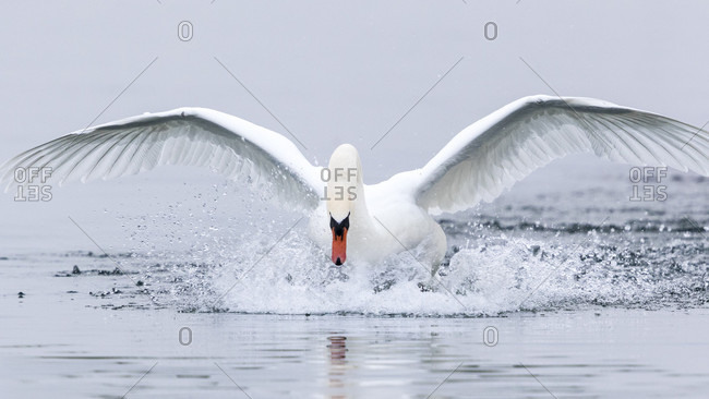 Beautiful swan spreading wings on Geneva Lake