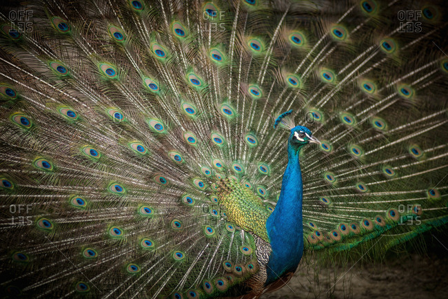Peacock with feathers fanned out