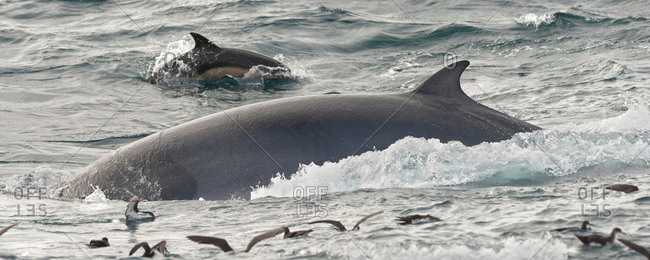 Fin whale emerging from water