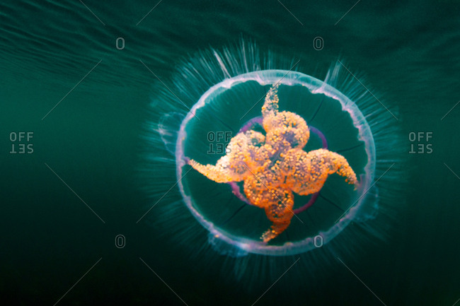 Colorful jellyfish swimming underwater